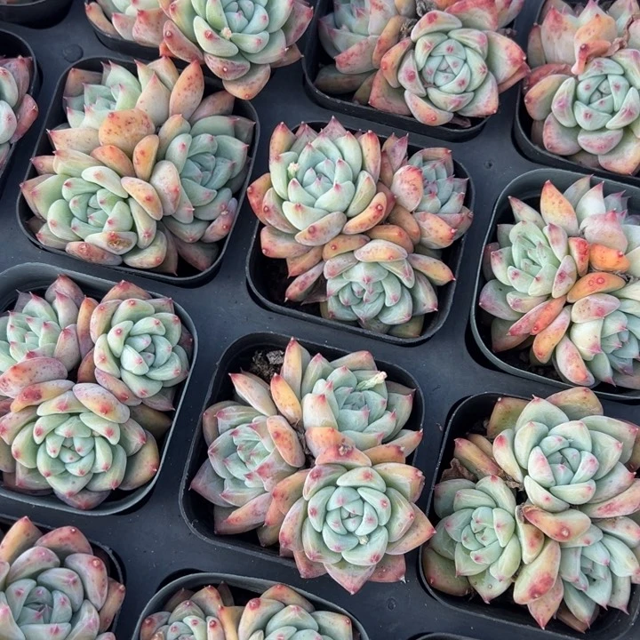 白拉糖三头群一颗量拍多肉满20包邮下午发