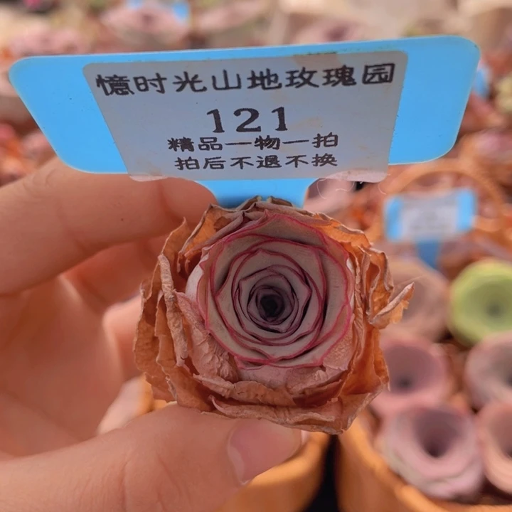 山地玫瑰121裸根发货不售后