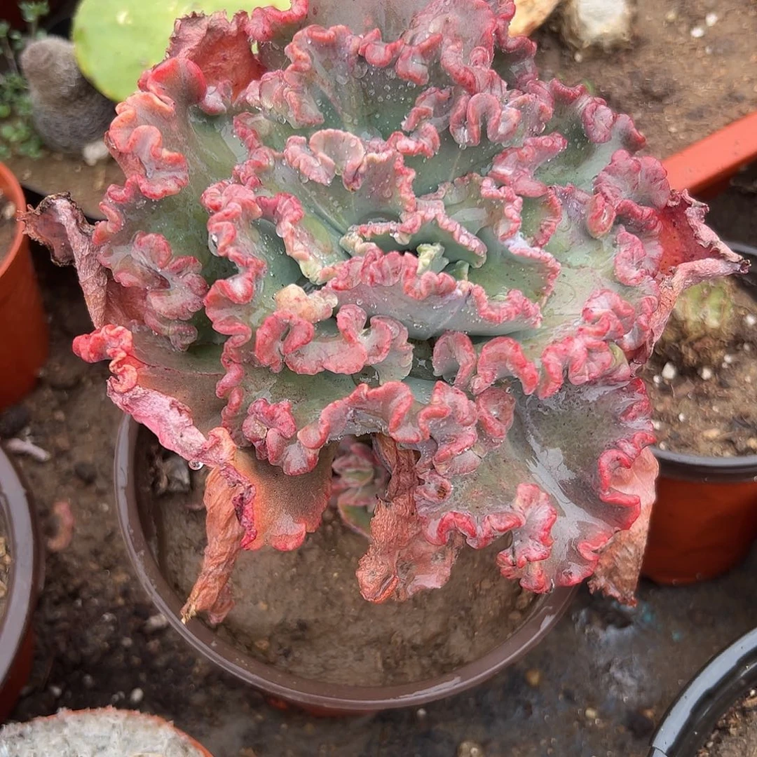多肉植物舞会红裙单头