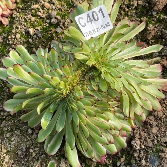 401美姬缀多肉植物