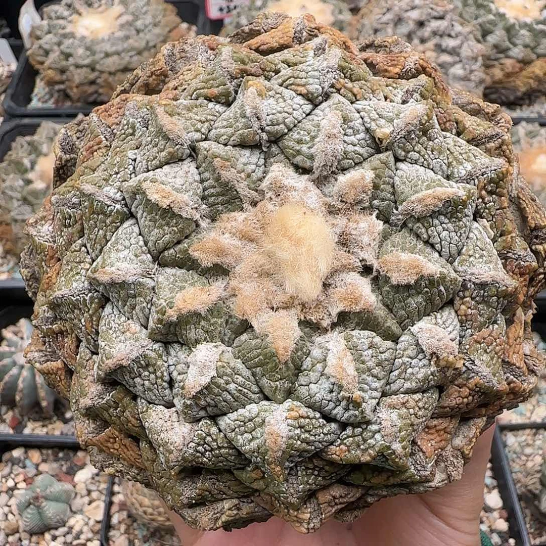 连山111111111111111