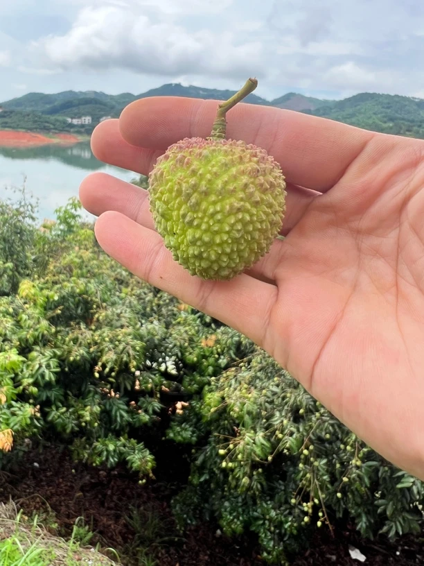 【广东省外】荔枝京东空运妃子笑高州荔枝现摘核小肉厚香当季水果