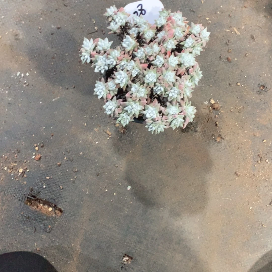 多肉植物多肉植物28号白菊