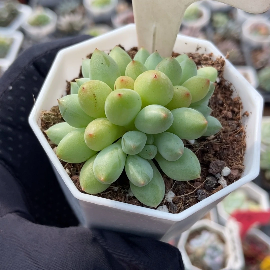 587萤火虫多肉植物