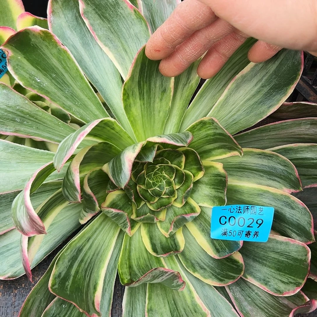 多肉植物0029恶魔之眼