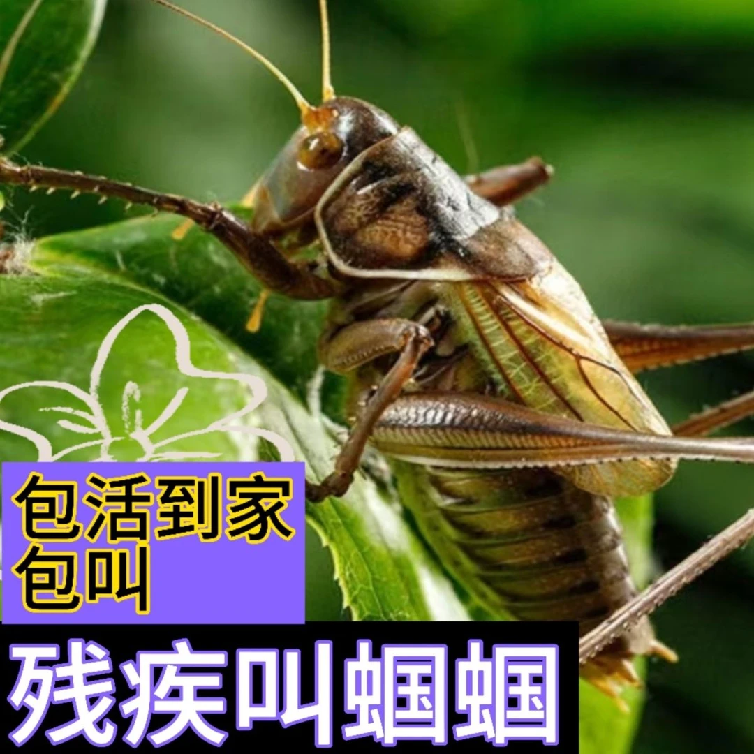 铁蝈蝈残疾出叫蝈蝈便宜出叫蝈蝈