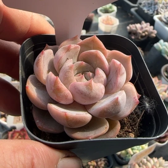 230夜莺一物一拍多肉