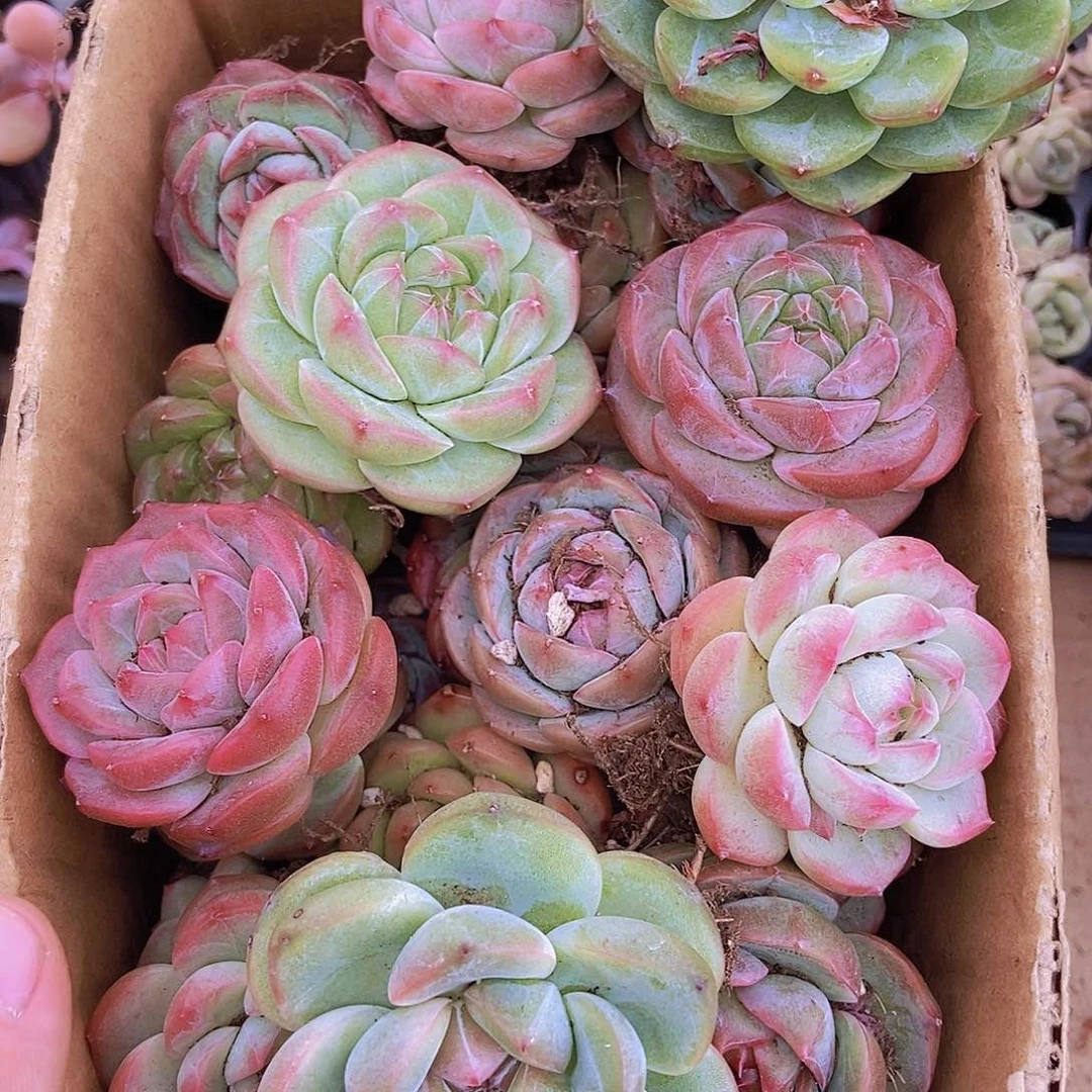 00000000002量拍保底20颗