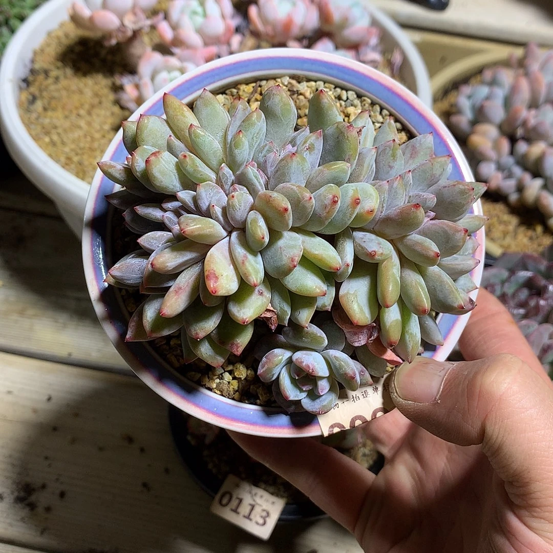 0094石榴籽星影缀一颗10.5厘米