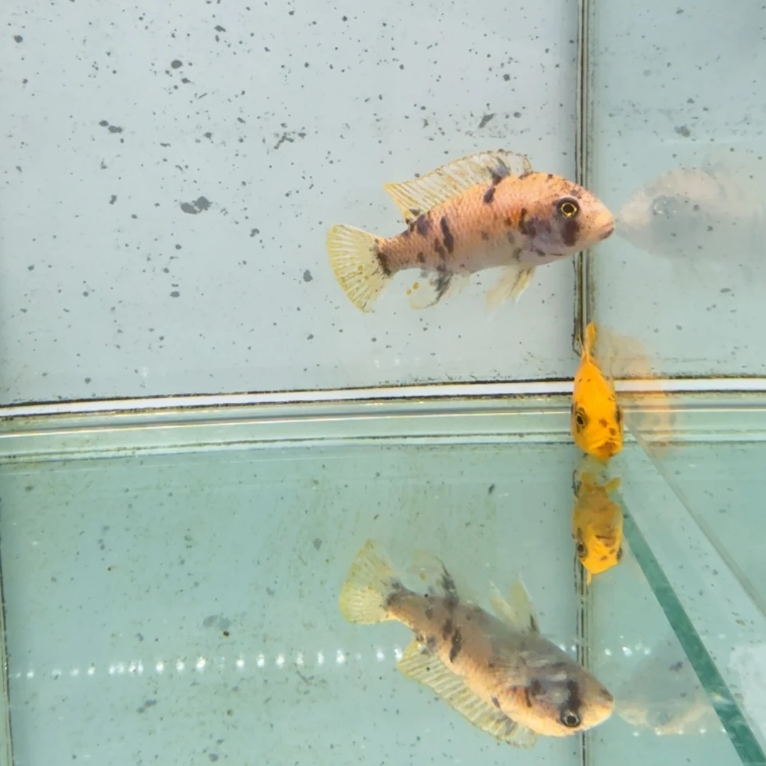 清***鸡海水1020黄金斑马两条。