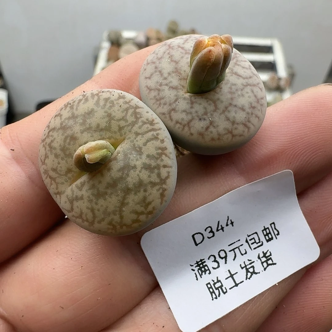 344多肉哈哈哈哈哈哈哈哈