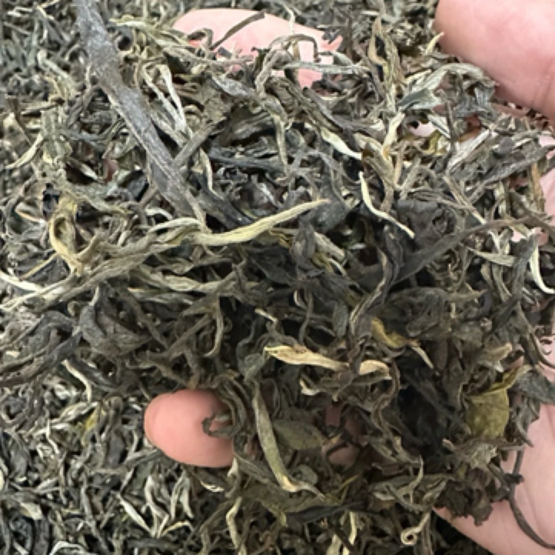 易武正山2025年新茶头春