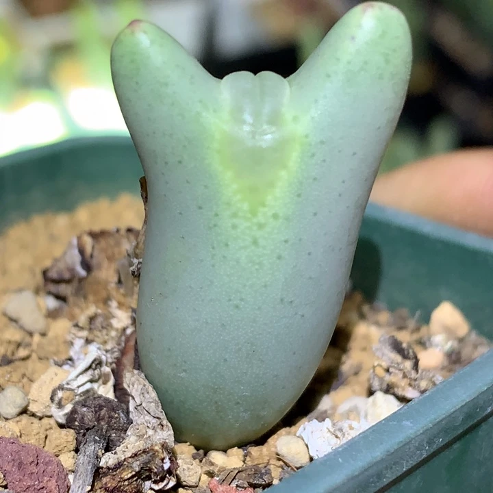 精品多肉植物精品嘟嘟嘴