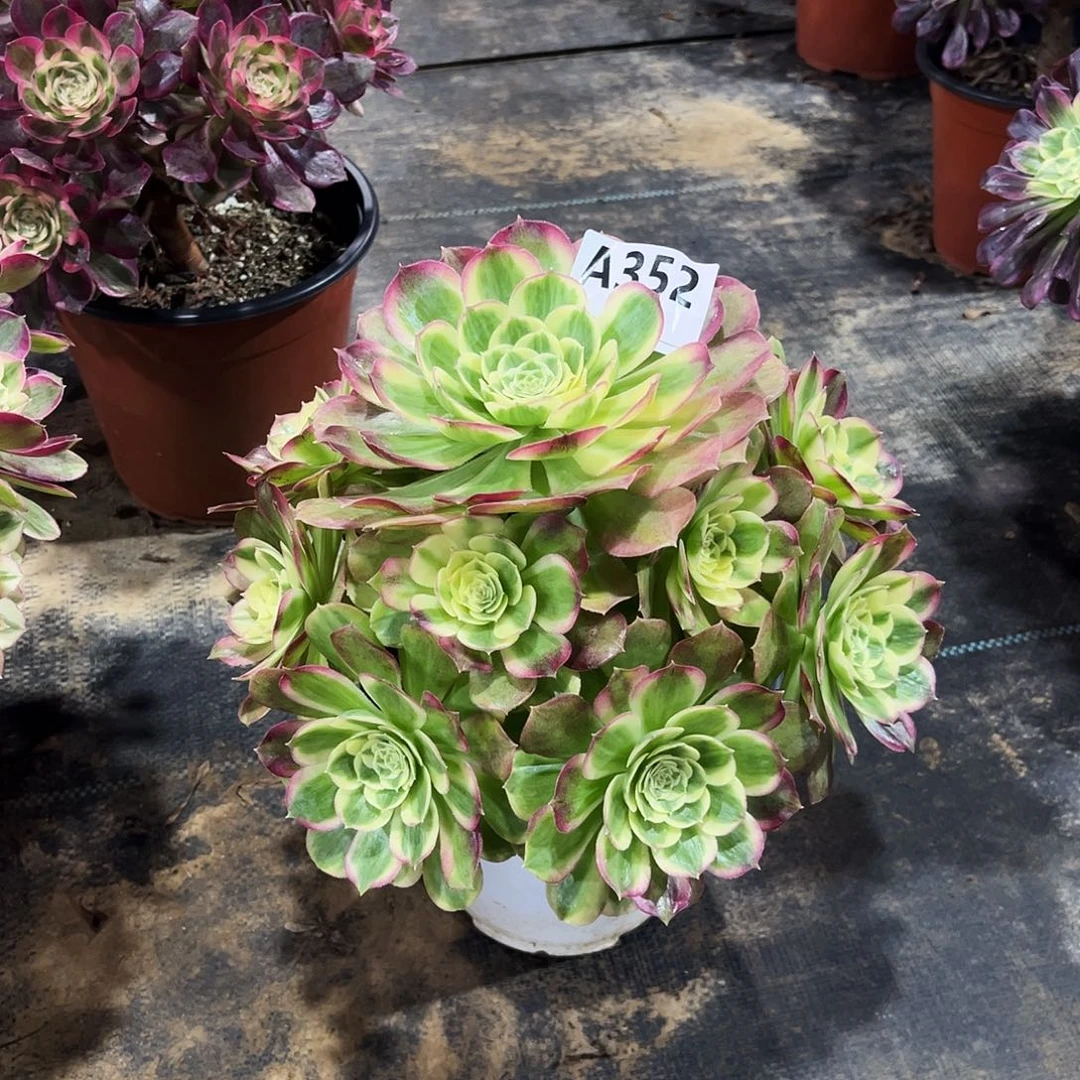 多肉植物玉姿352多肉