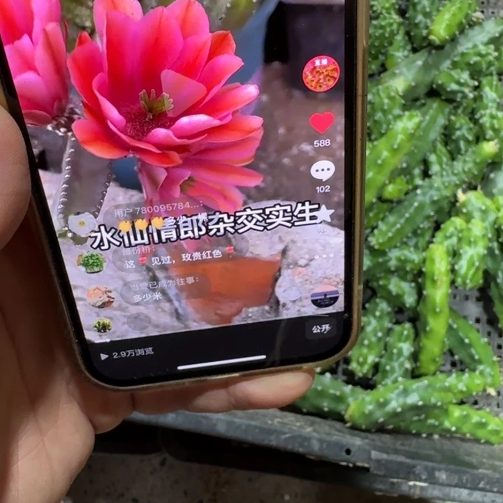 304红水仙无根侧牙小一个，20包邮