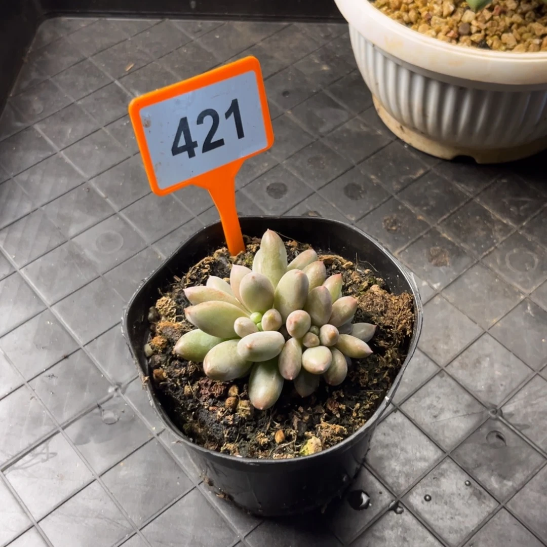 多肉植物海豚体哥特421