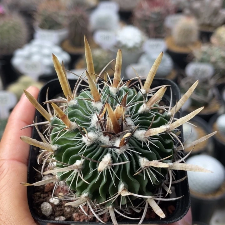 多棱属         实生根