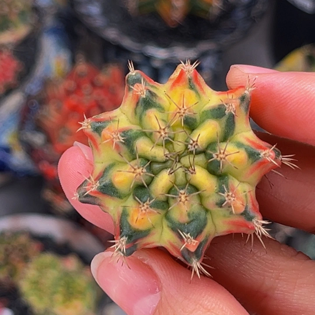 侧芽 完美时刻后代 米哈仙人球