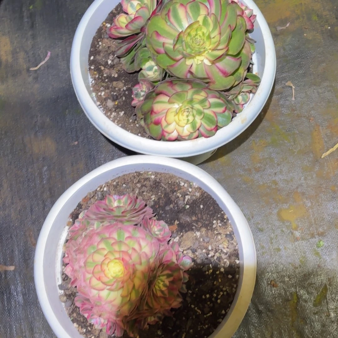 云南多肉植物组拍