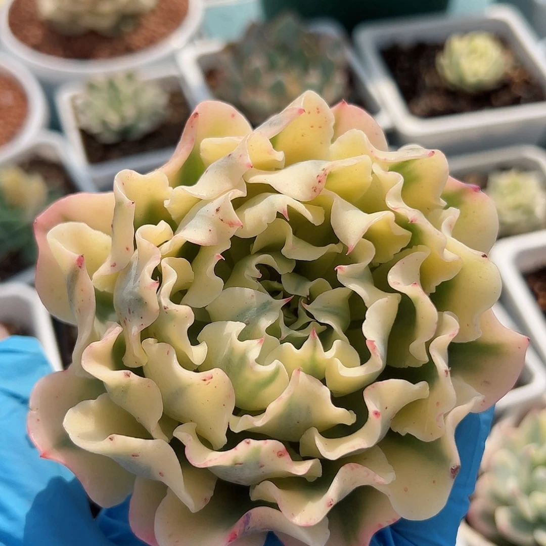 海啸锦，覆轮锦砍头无根