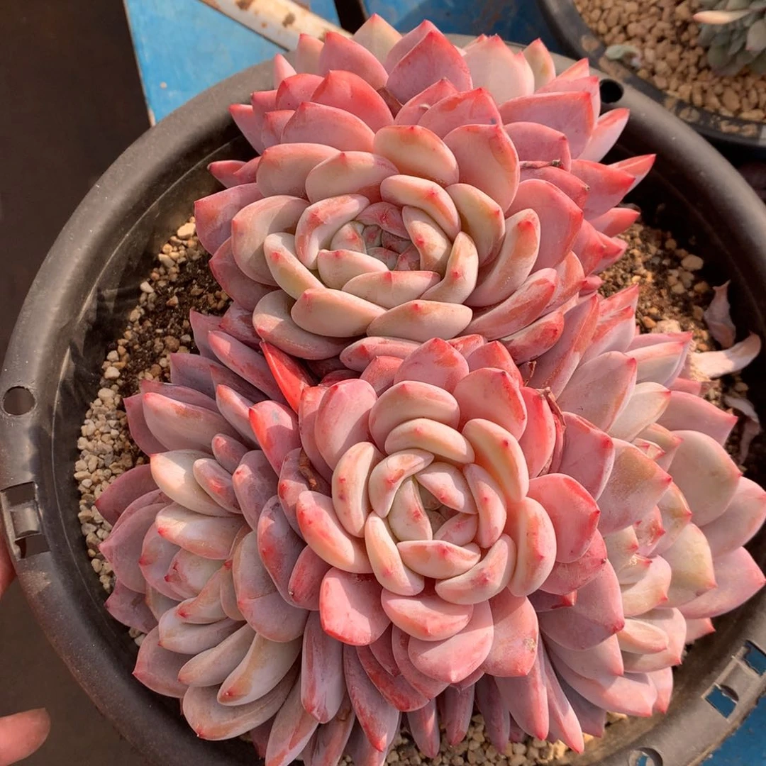 浅*?橙梦露橙梦露橙梦露