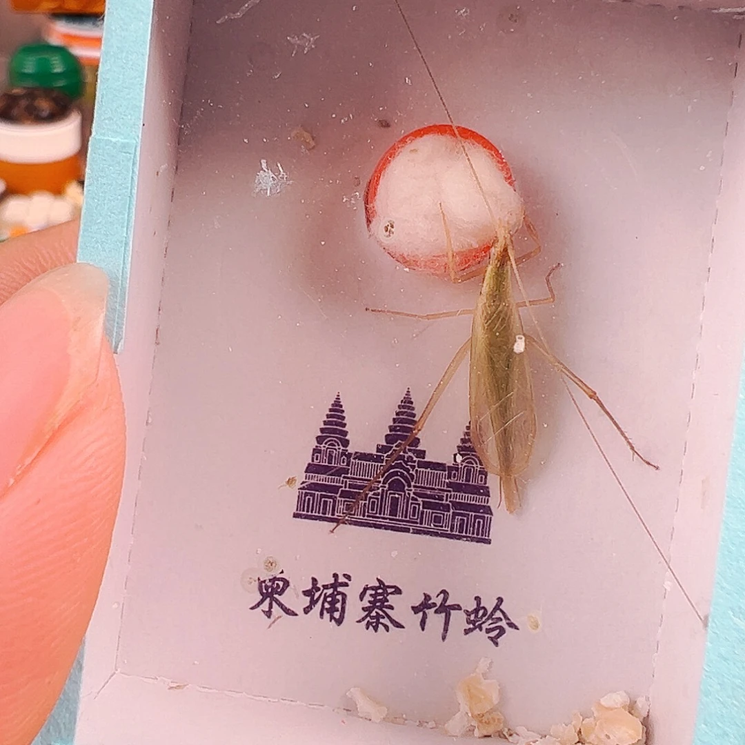 越***扉柬埔寨竹蛉一个哈哈哈