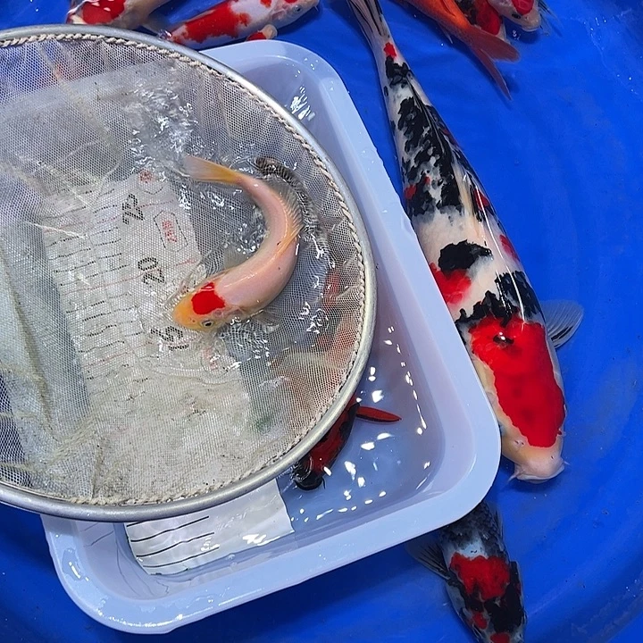 厨***槽海水鱼锦鲤湖公园和