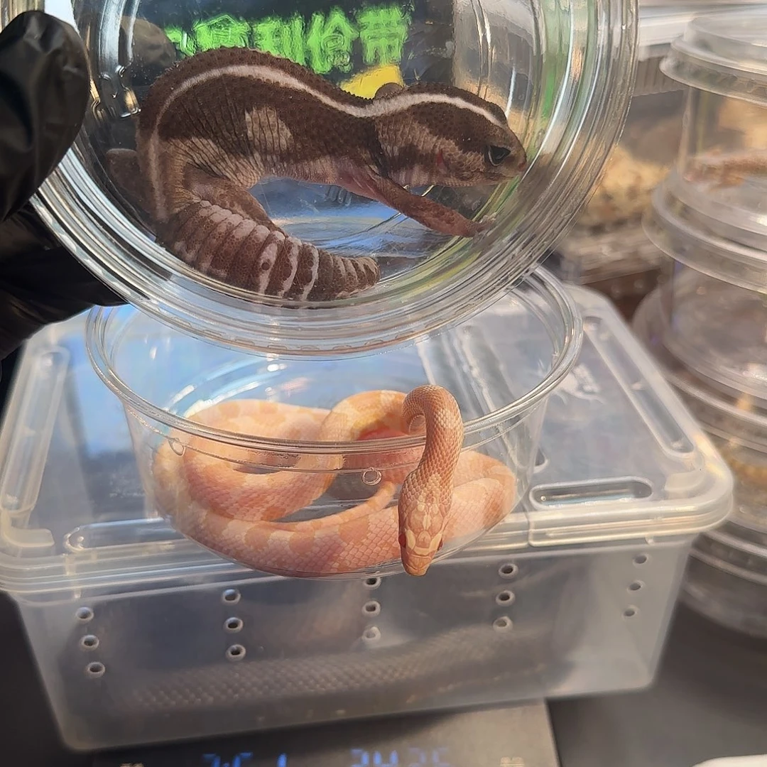 肥尾守宫00000002