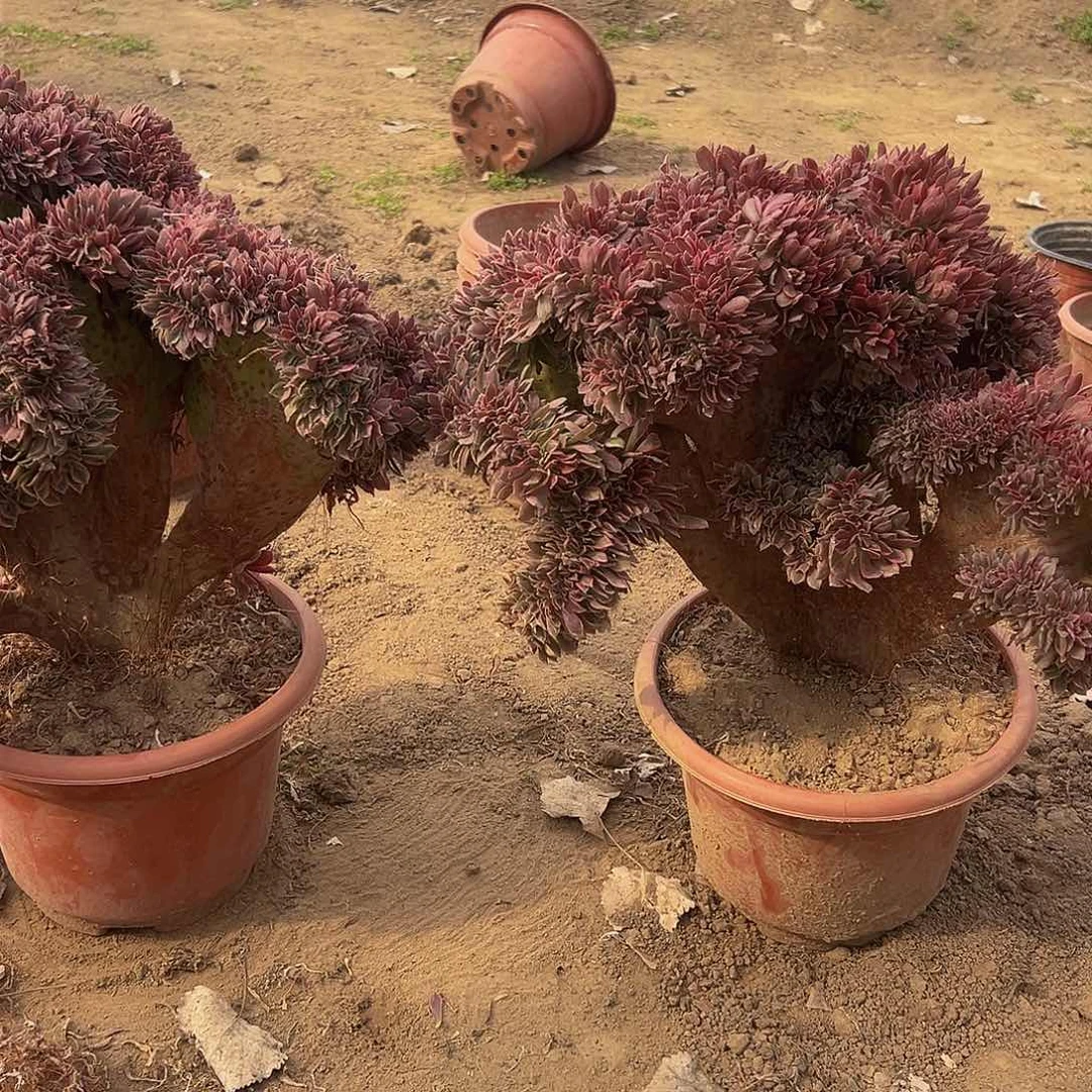 第****庄女神缀化脱土发货