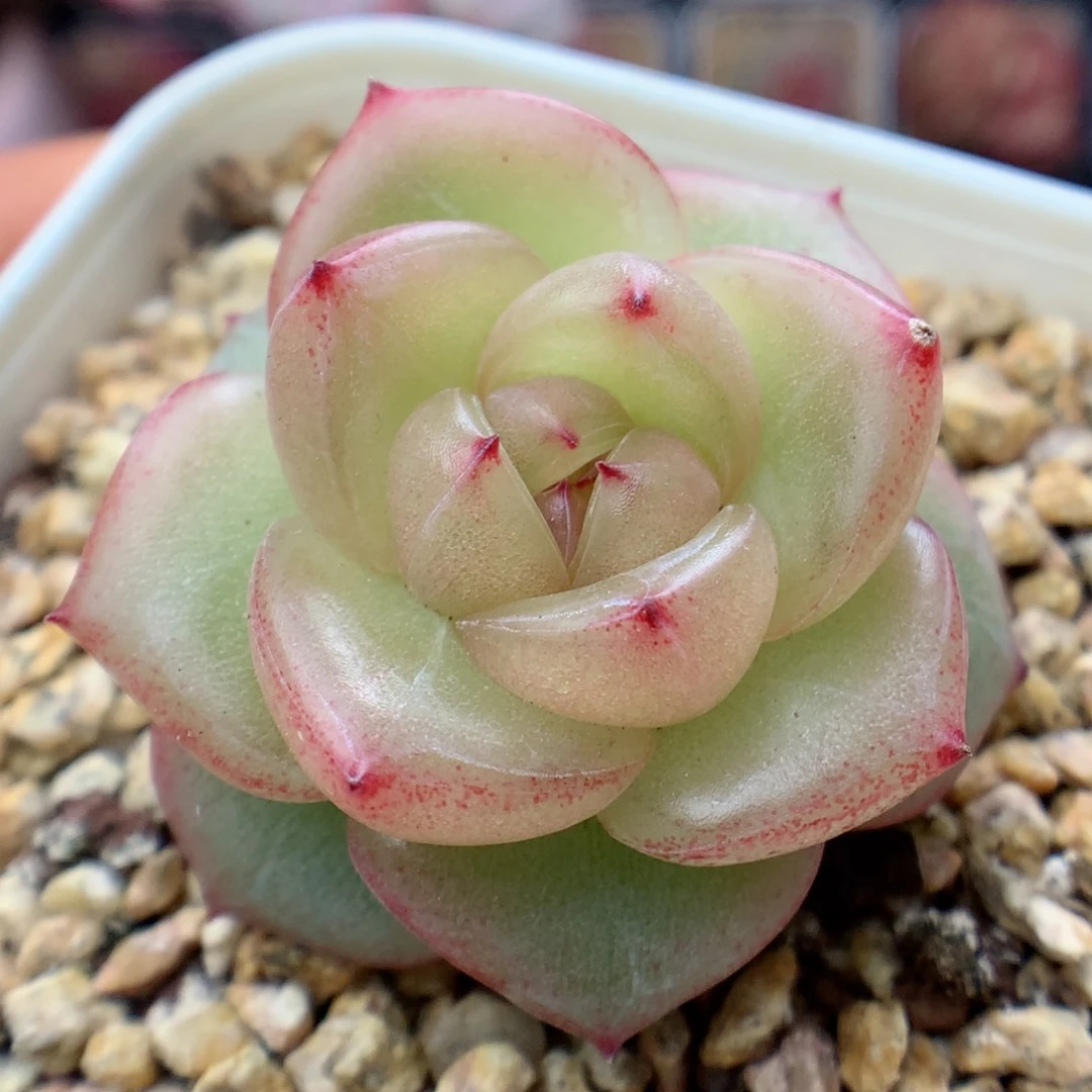 多肉植物。 珍妮53