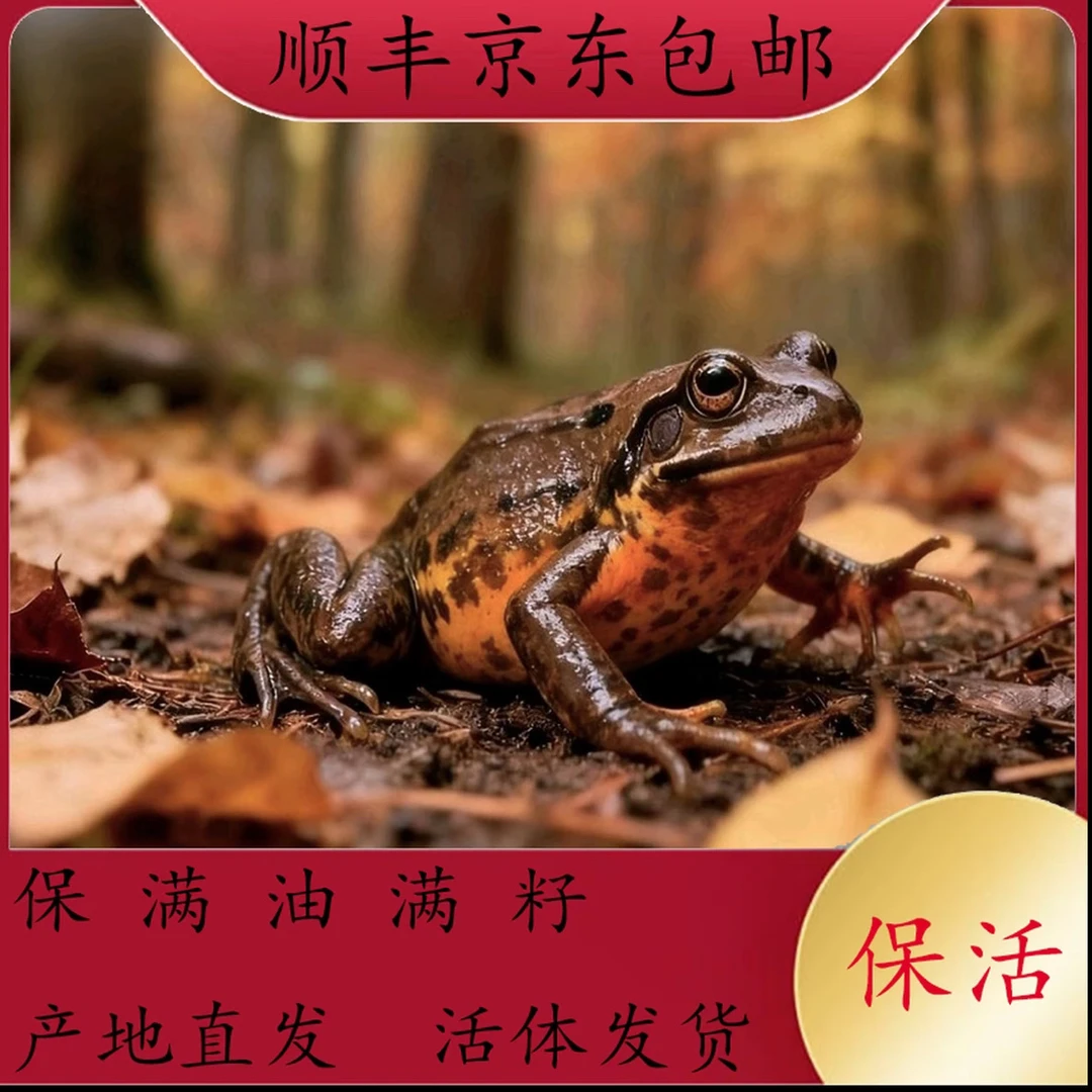 东北特产母豹子 林蛙蛤蟆 满籽满油鲜活打包送东北大酱