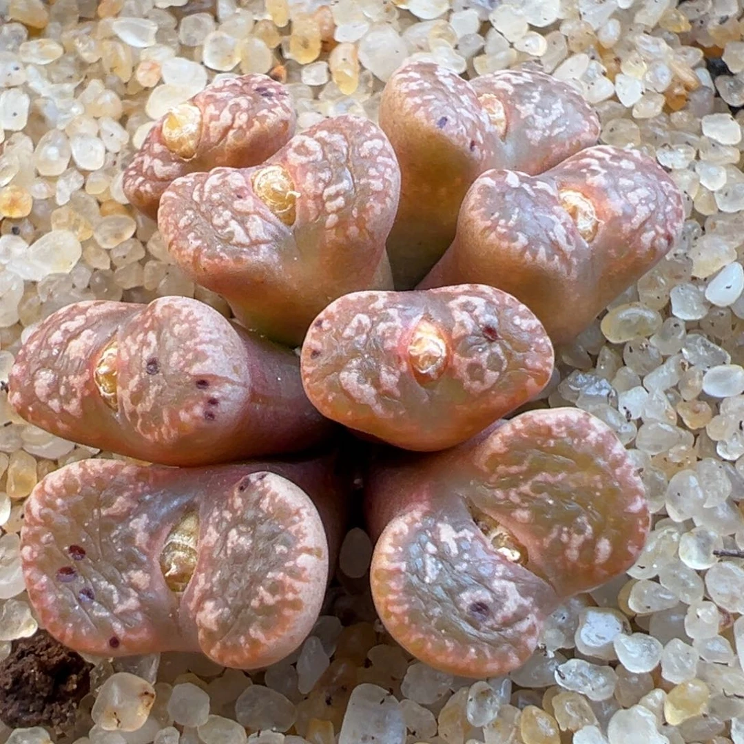 120号粉色鸟哈尼…………