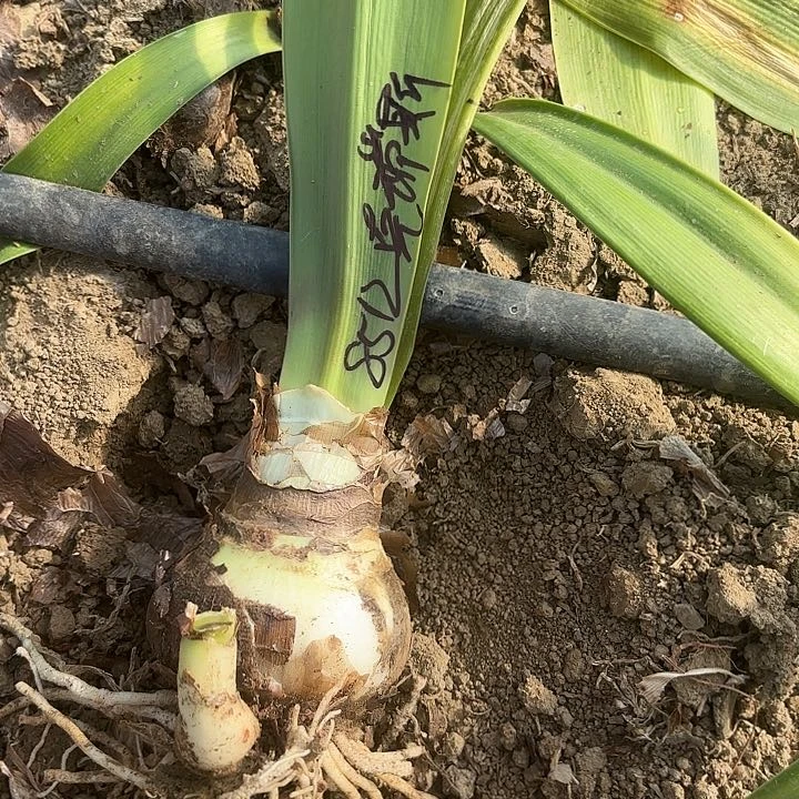 鑫*?克瑞斯8左右带土8512