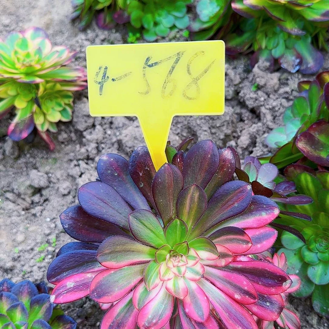 4-568+++多头多肉植物