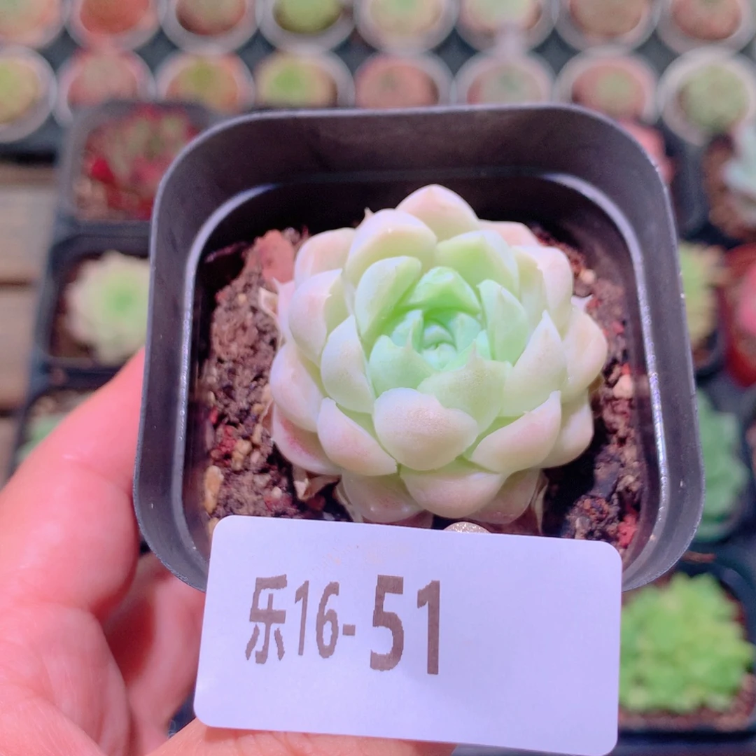 乐然16-51 白月影