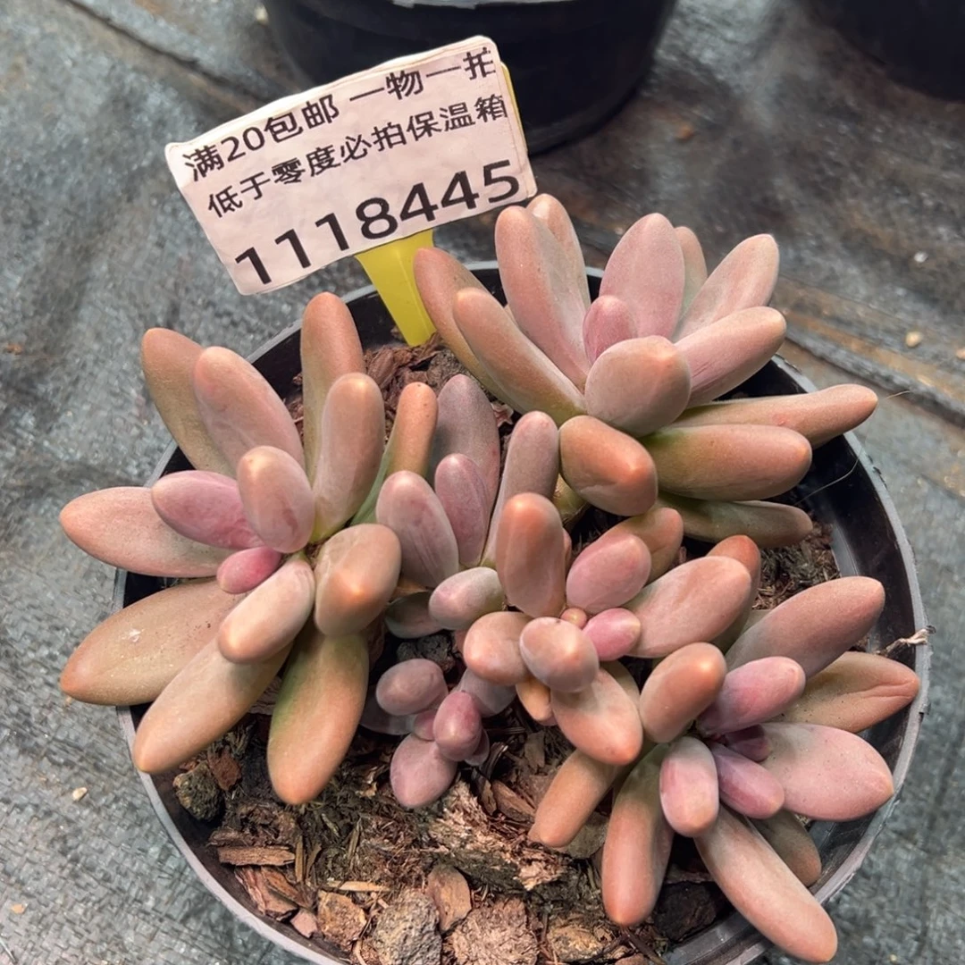 1118445 糖果美人群