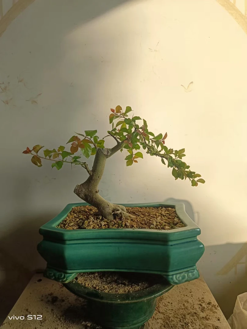 448￥一588￥盆景商品链接