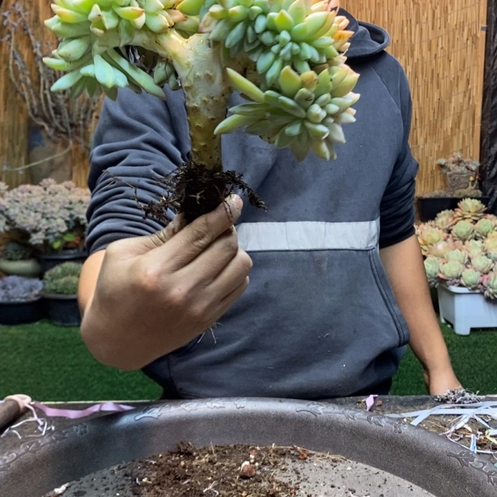 倔***任226 号淡雪多肉植物