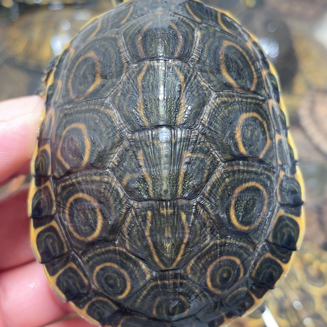 宠物龟不分公母7.1