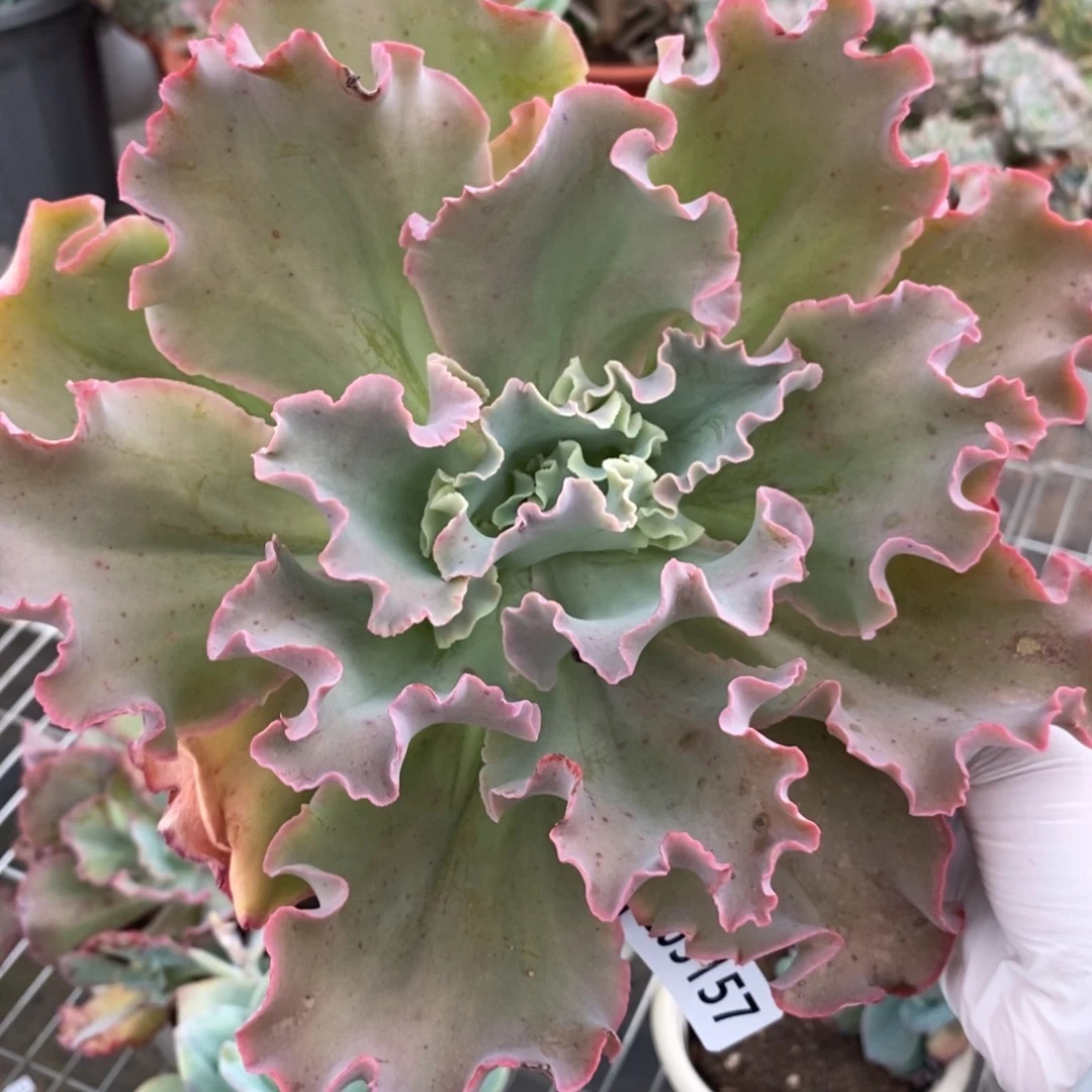 5157高沙之翁一物一拍