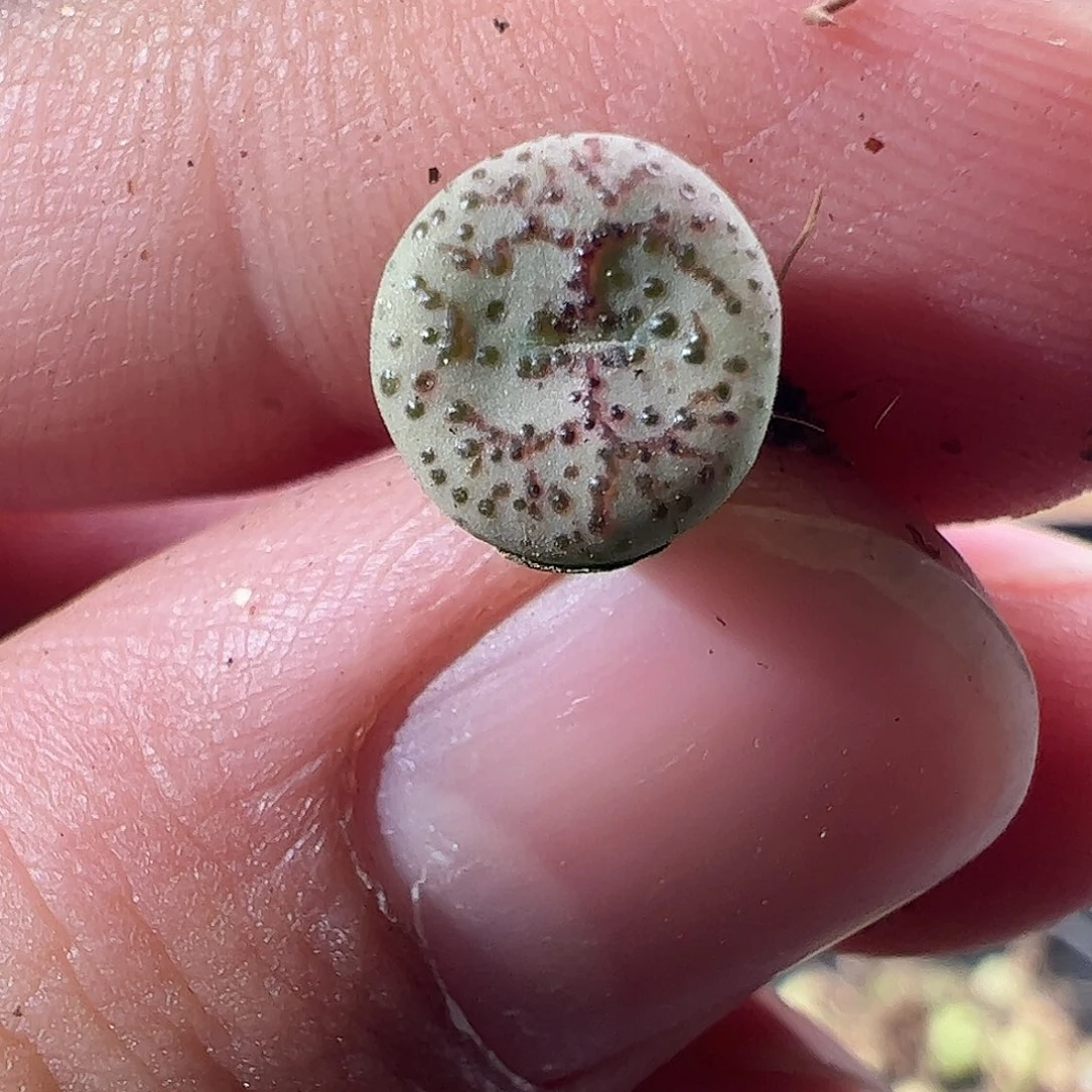 0000809 一物一拍……