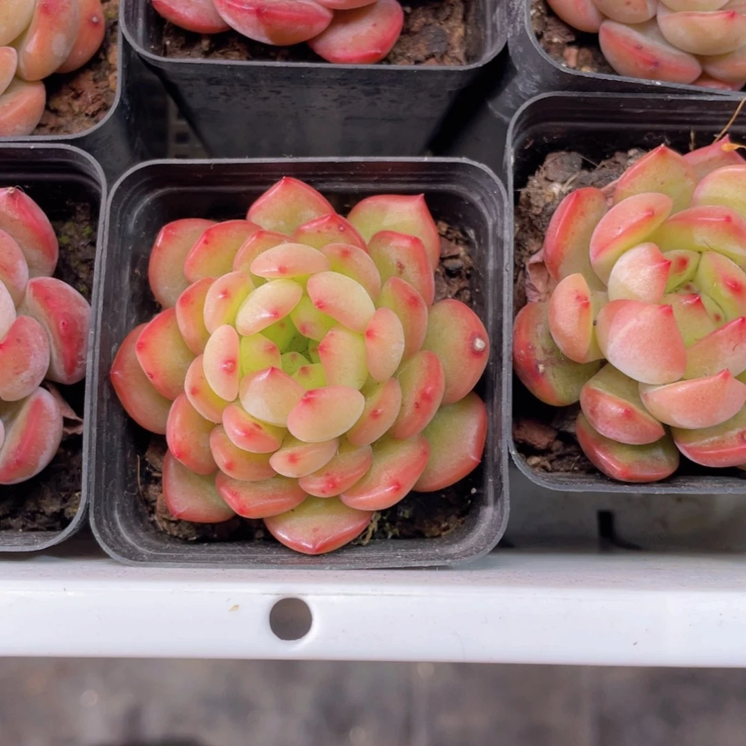 麦秆珍妮多肉9.9包邮发货