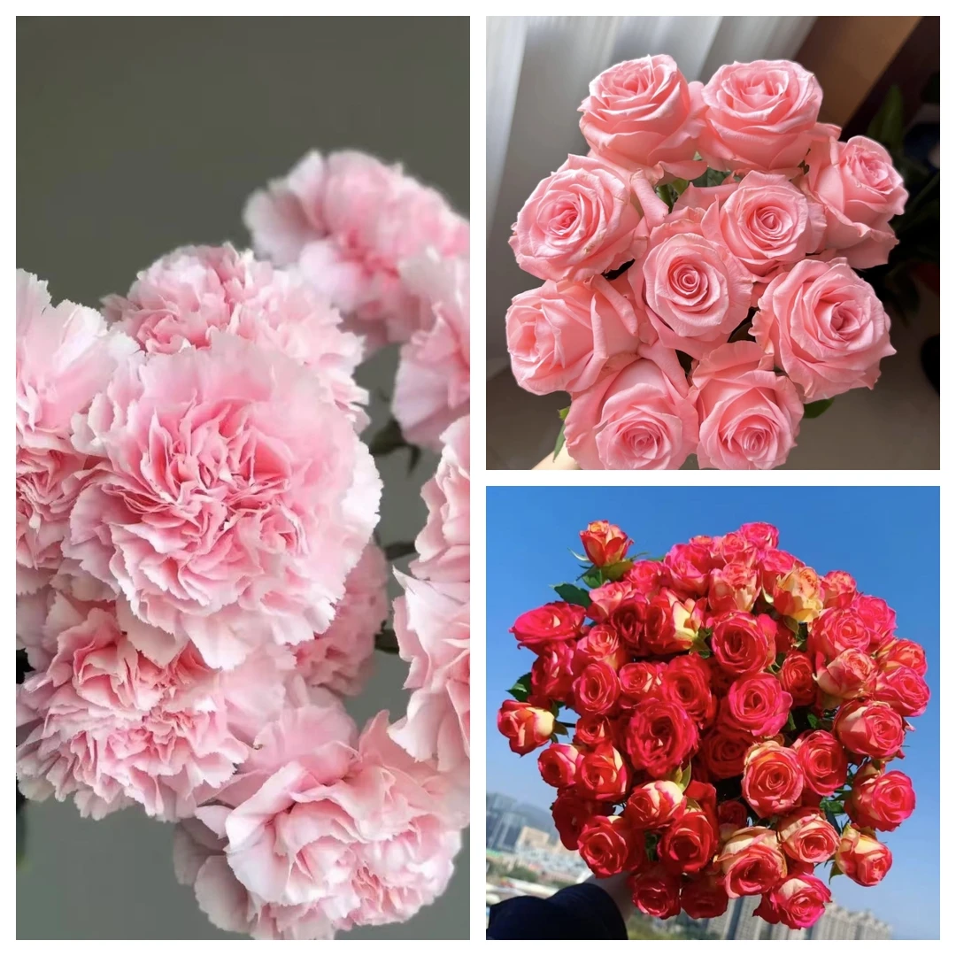 鲜花【葡璞花舍】戴安娜➕爱丽丝➕粉色单头康乃馨