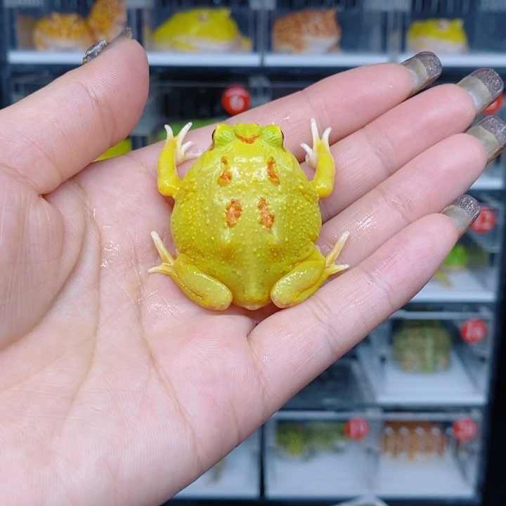 角蛙恭喜发财大吉大利