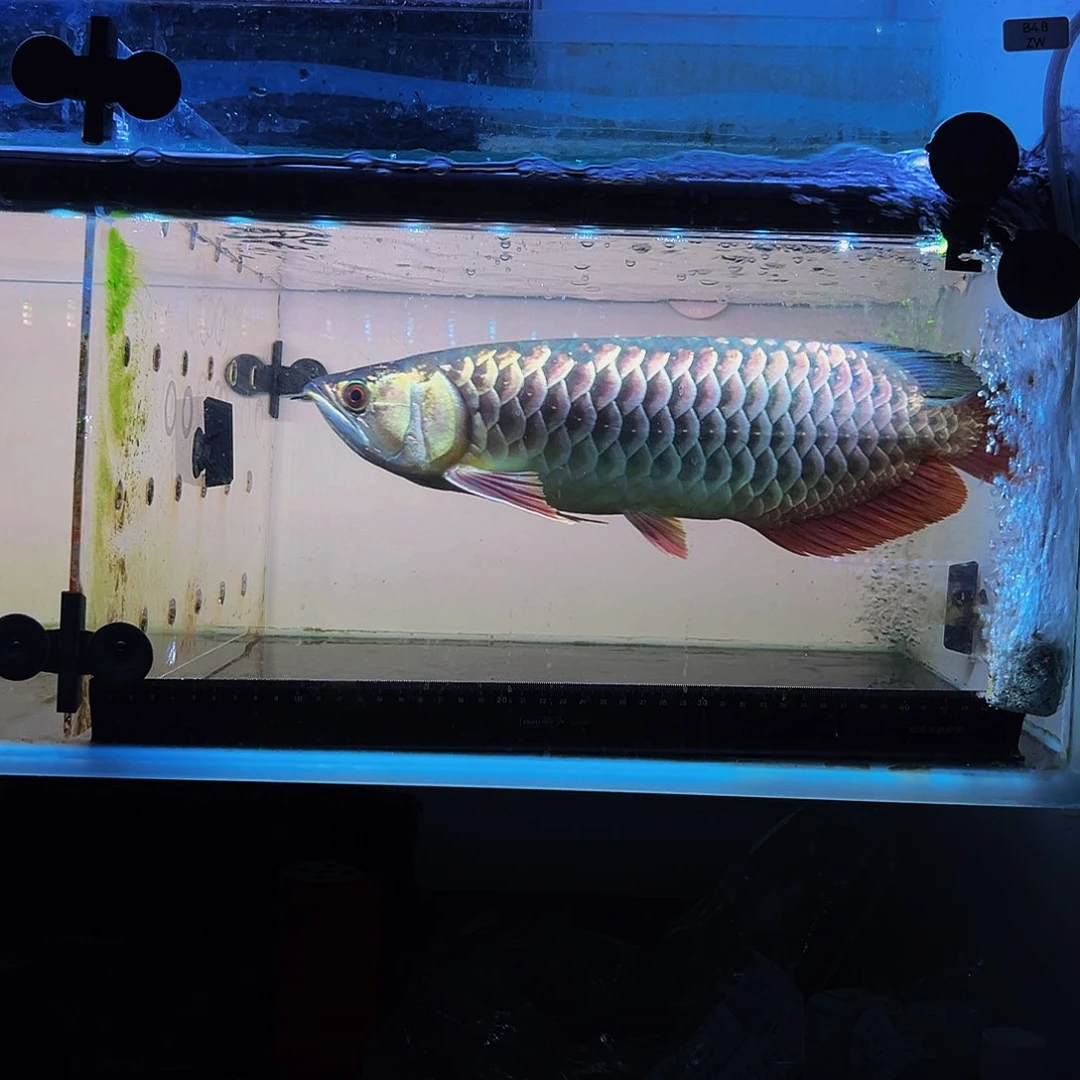 龙鱼?****d马来西亚古典蓝底过背