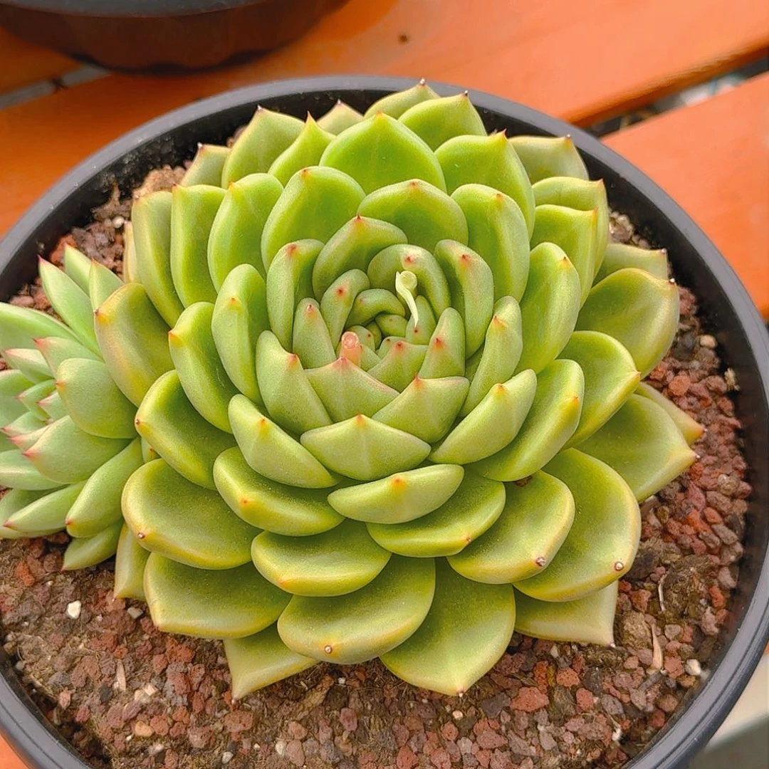 ～*圆月精品老桩多肉