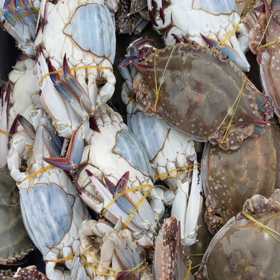 渤海湾一卤盐咸呛蟹(刚上船野生母蟹)3斤带桶