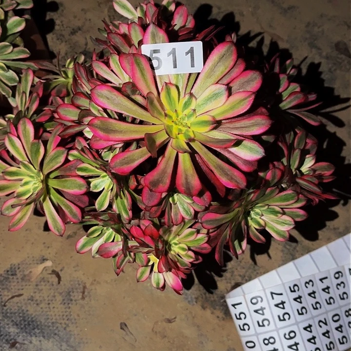 511红颜多肉植物处理不售后