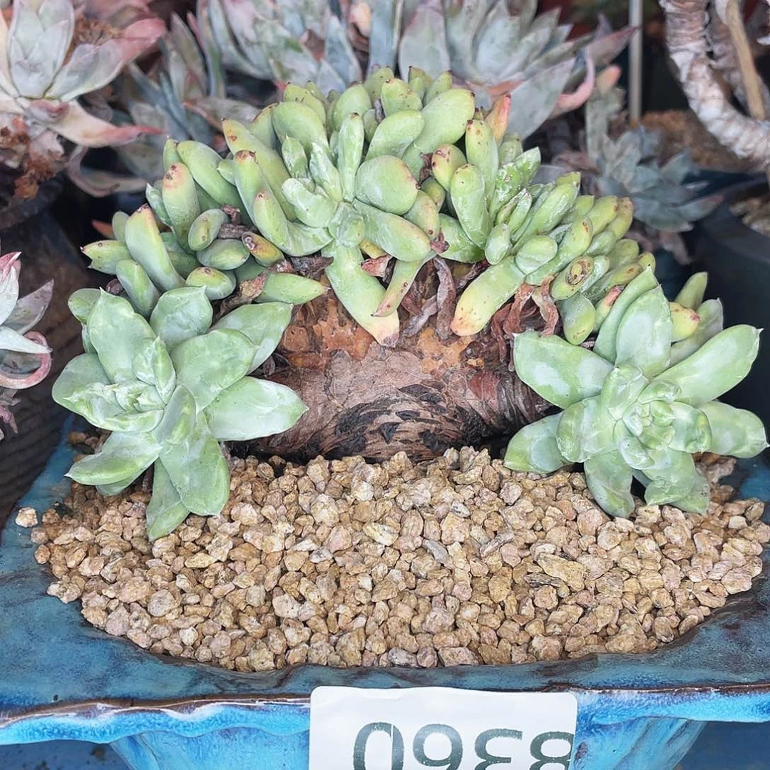 花*贝绿拇指缀化多头8360