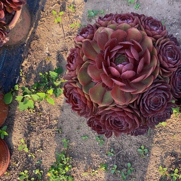 桃花石多肉1颗多肉